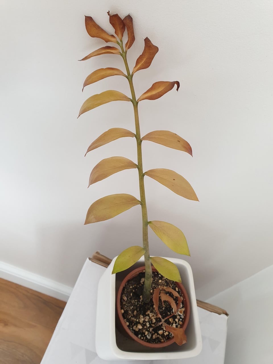 signs Zz plant is dying