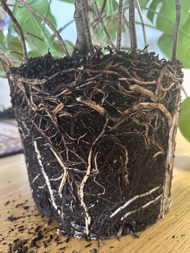 signs of root rot in pothos