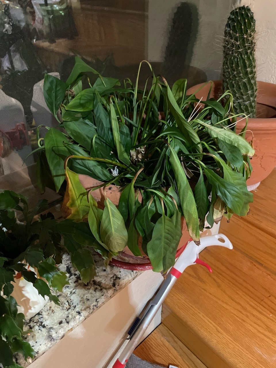 signs peace Lily is dying