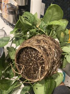 signs pothos is root bound
