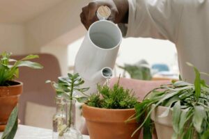 spider plant watering guide