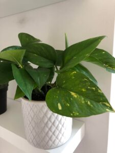 tips to grow bigger pothos leaves