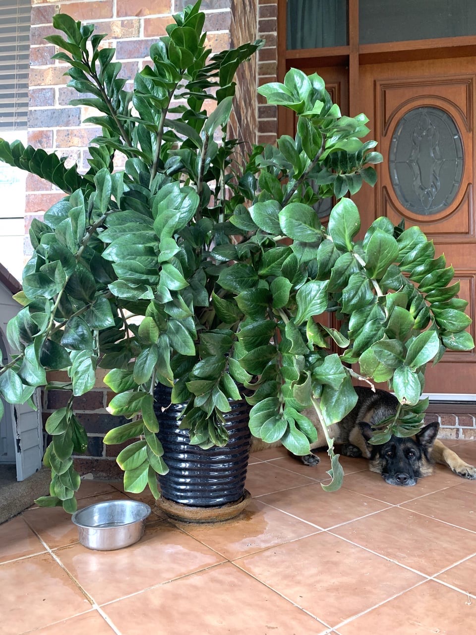 tips to grow bushy and healthy Zz plant