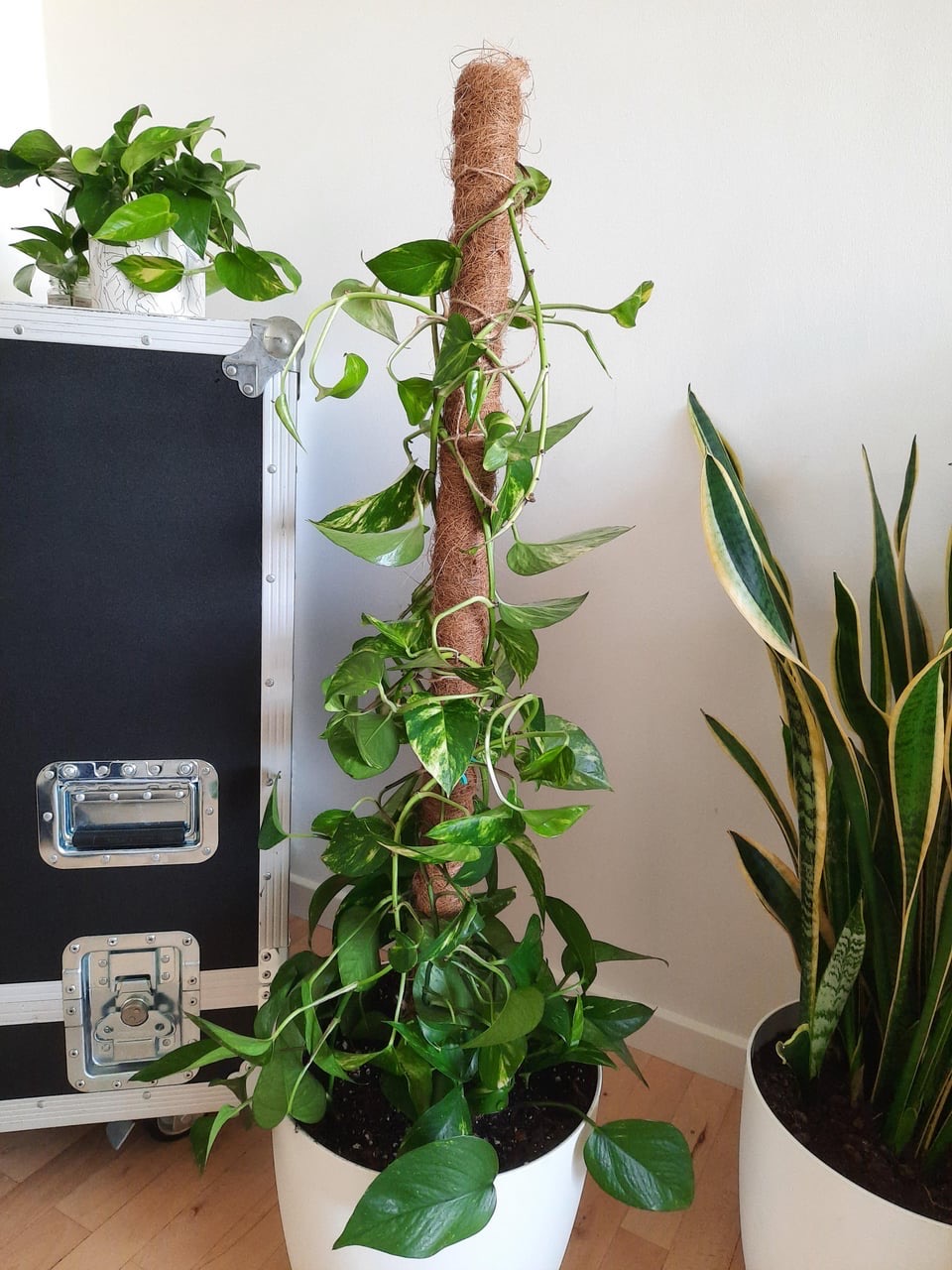 tips to help pothos climb