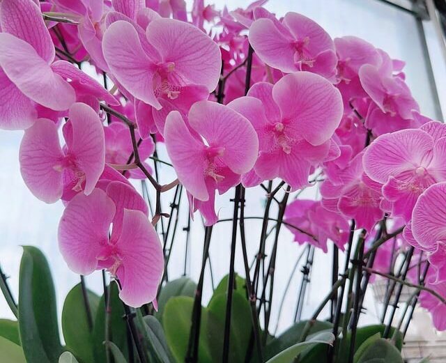 10 Tips to Make Your Orchid Grow Faster tips to make orchid grow faster