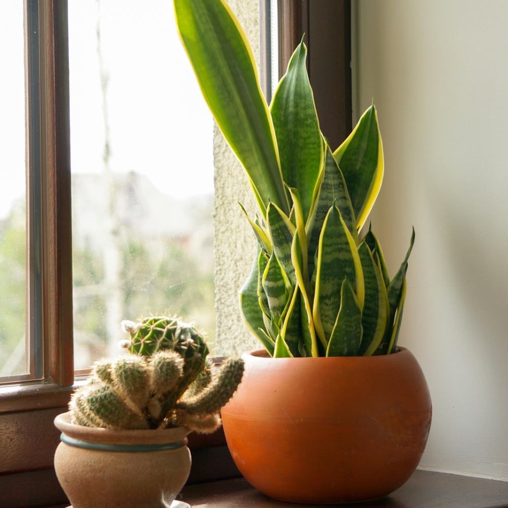 understanding plant light