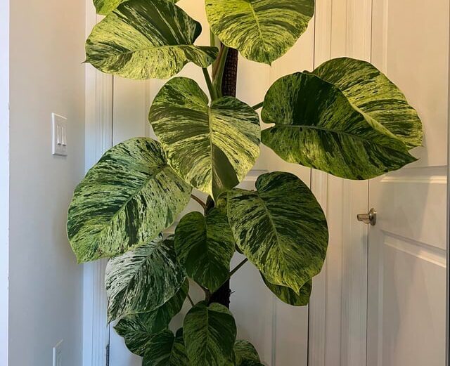 9 Ways to Make Your Pothos Plant Grow Faster ways to make pothos grow faster