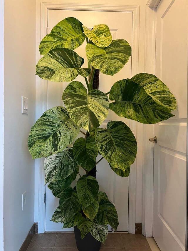 ways to make pothos grow faster