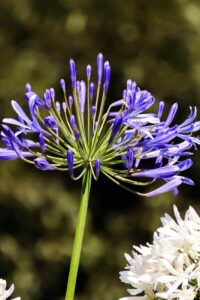what not to plant with agapanthus