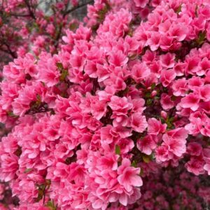 what not to plant with azaleas