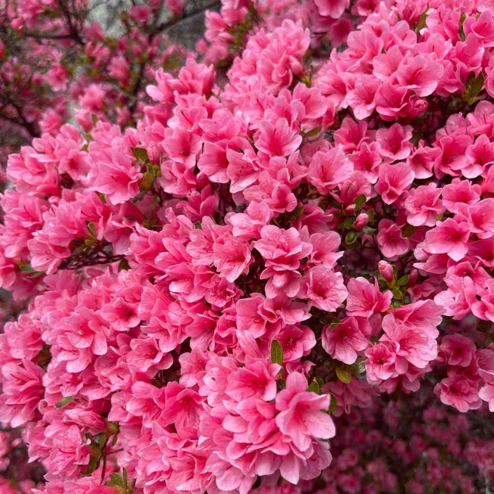 what not to plant with azaleas