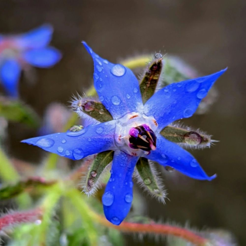 what not to plant with borage