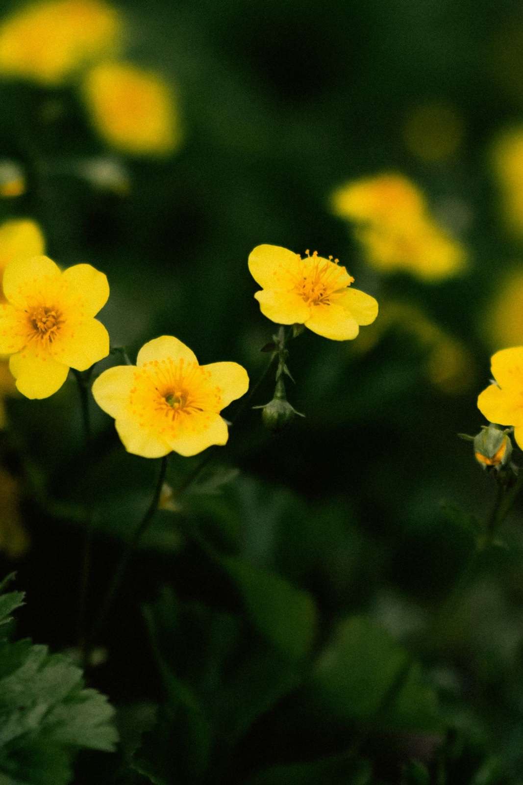 what not to plant with buttercups