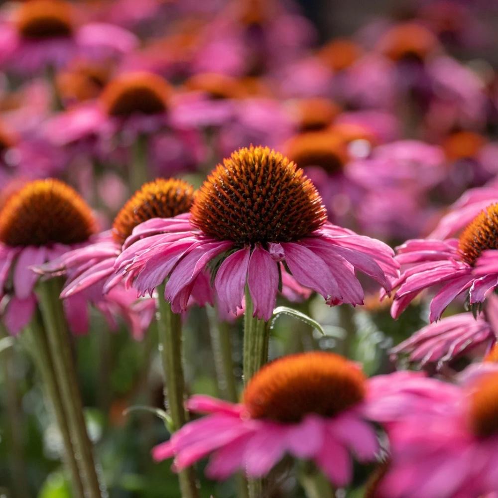 what not to plant with coneflowers