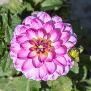 what not to plant with dahlias
