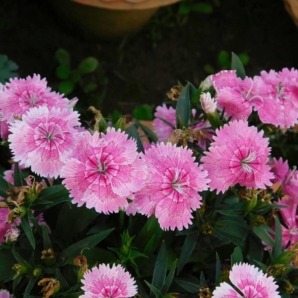 what not to plant with dianthus