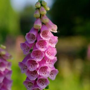 what not to plant with foxglove