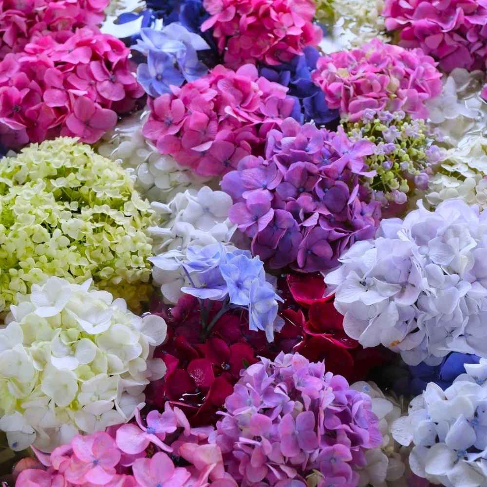 what not to plant with hydrangeas