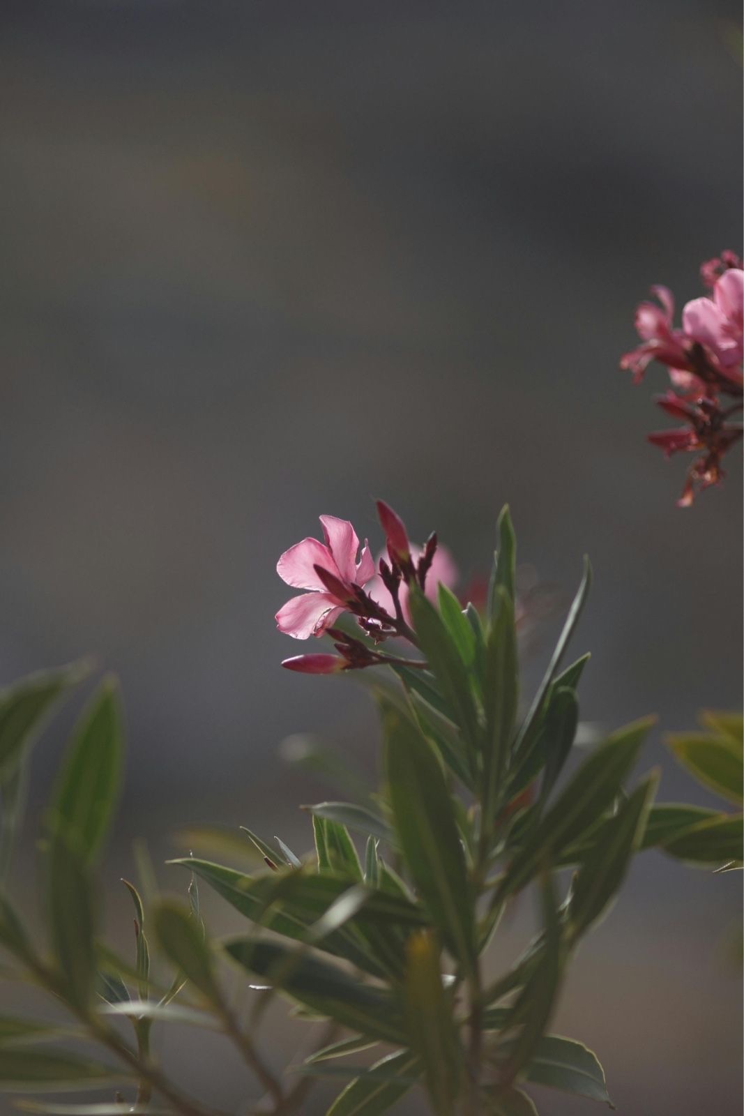 what not to plant with oleander