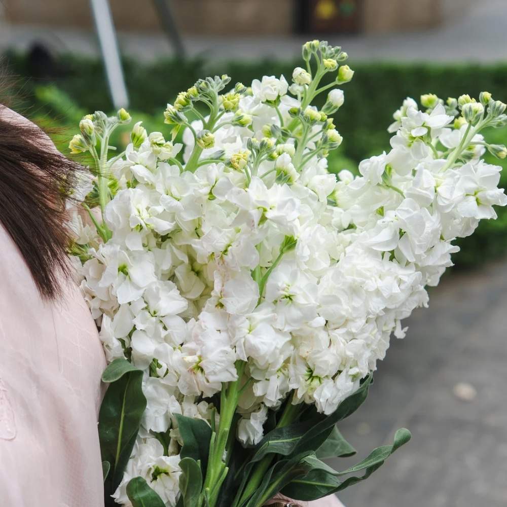 what not to plant with stock