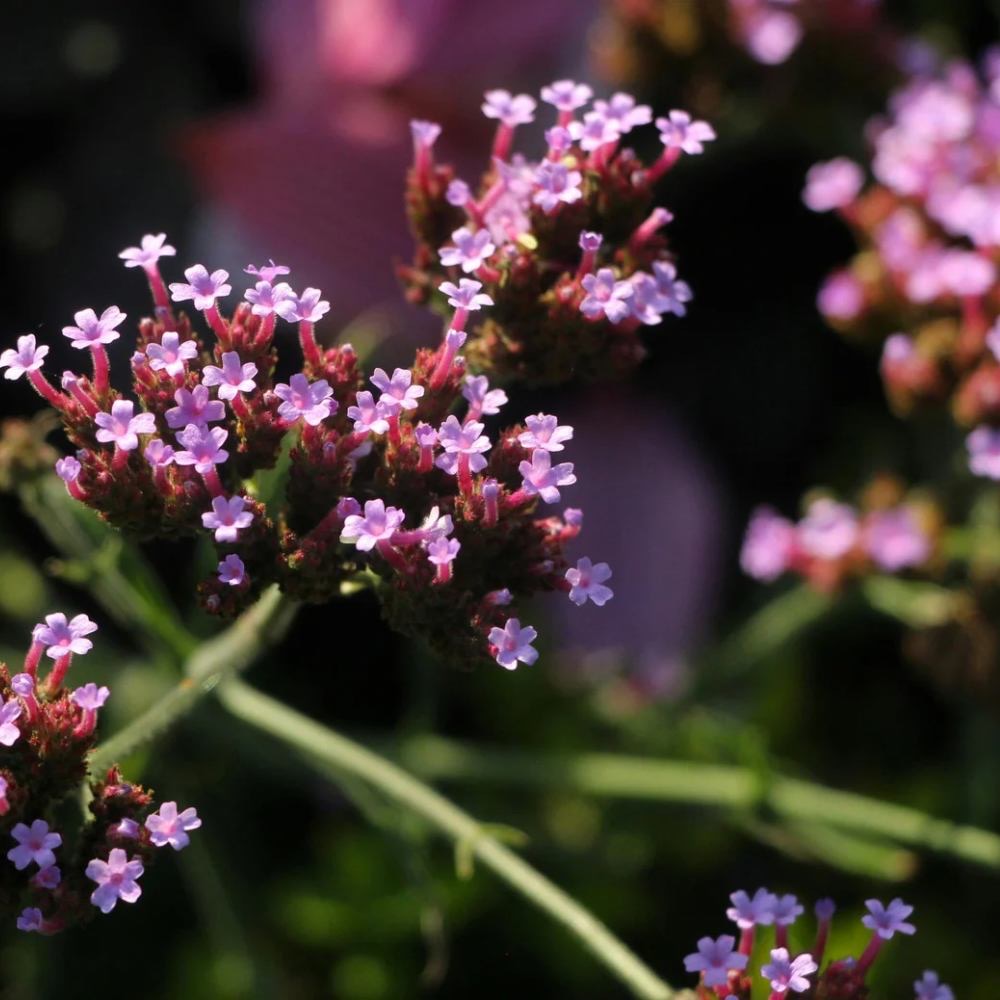 what not to plant with verbena
