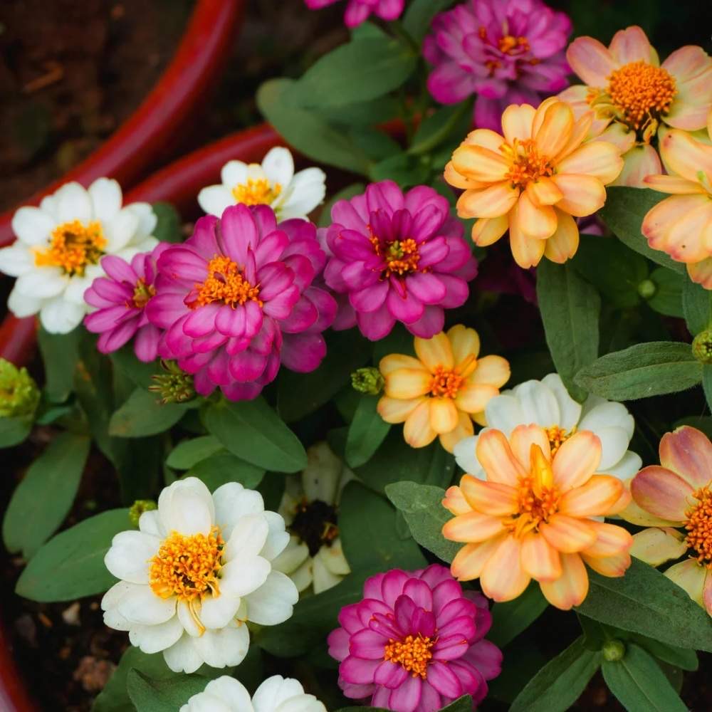 what not to plant with zinnias