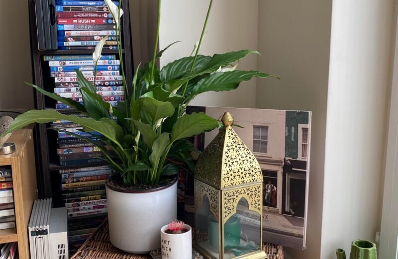 Where to Put Your Peace Lily Indoors where to put peace lily indoors