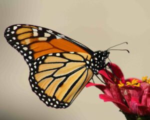 zinnias that attract butterflies