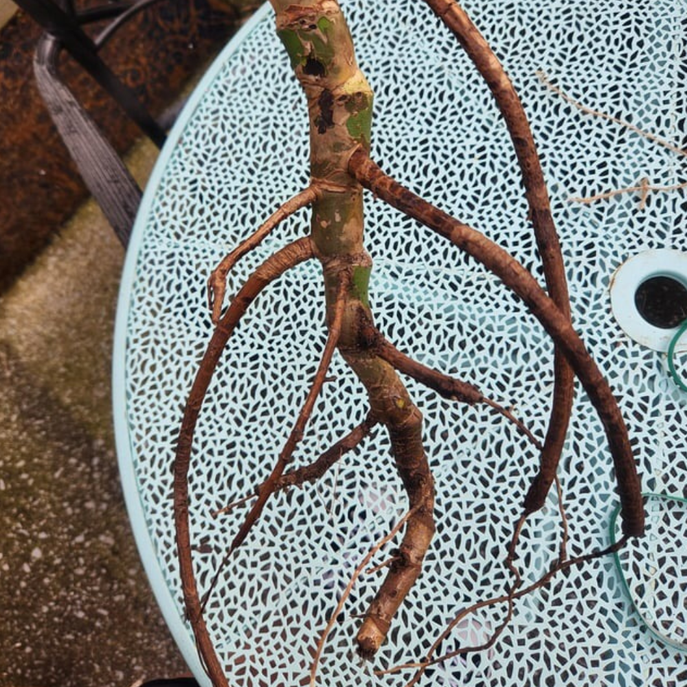 example of monstera root rot