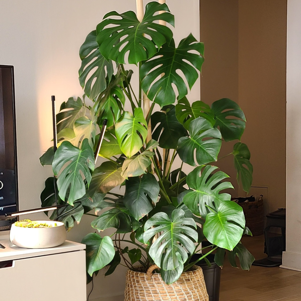 how to grow bigger monstera