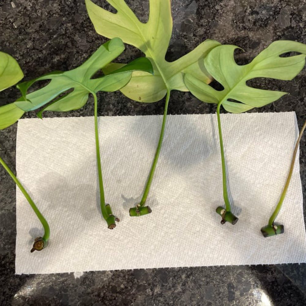 how to propagate a monstera