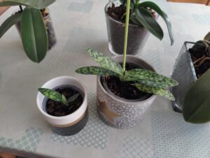 how to propagate orchids