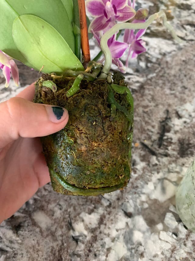 how to repot an orchid