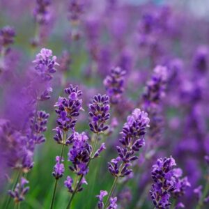 lavender care secrets