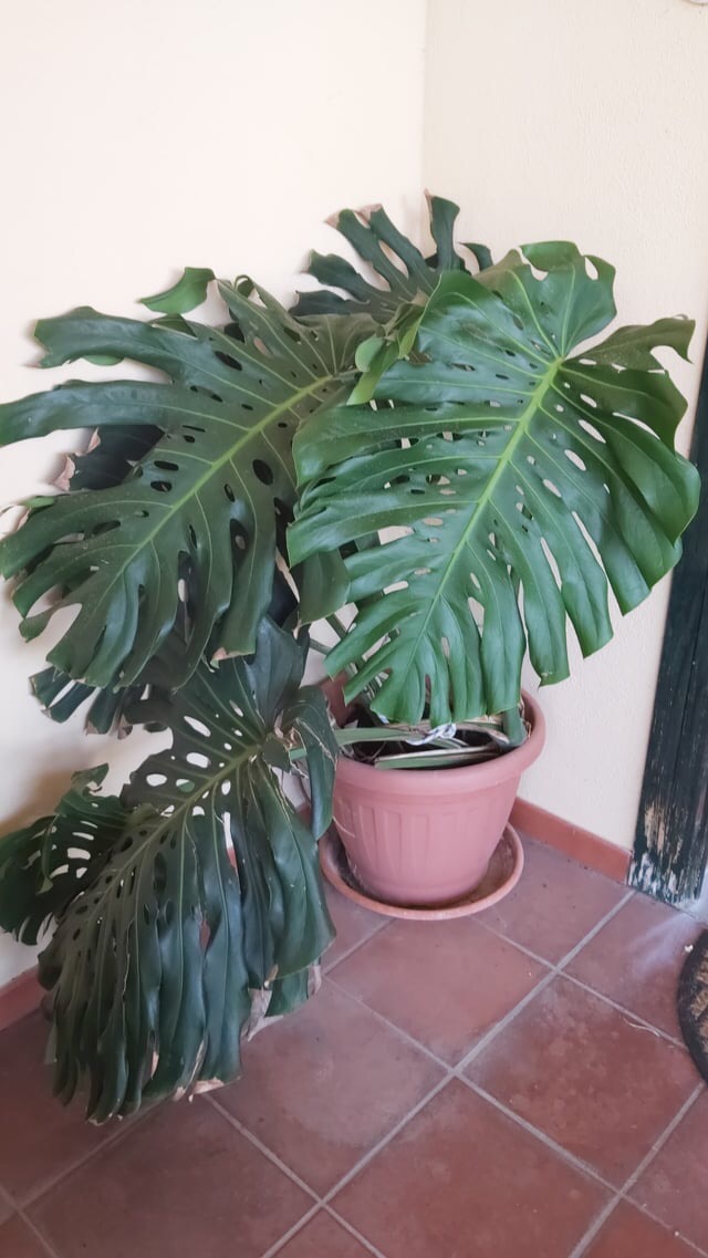 massive monstera leaves