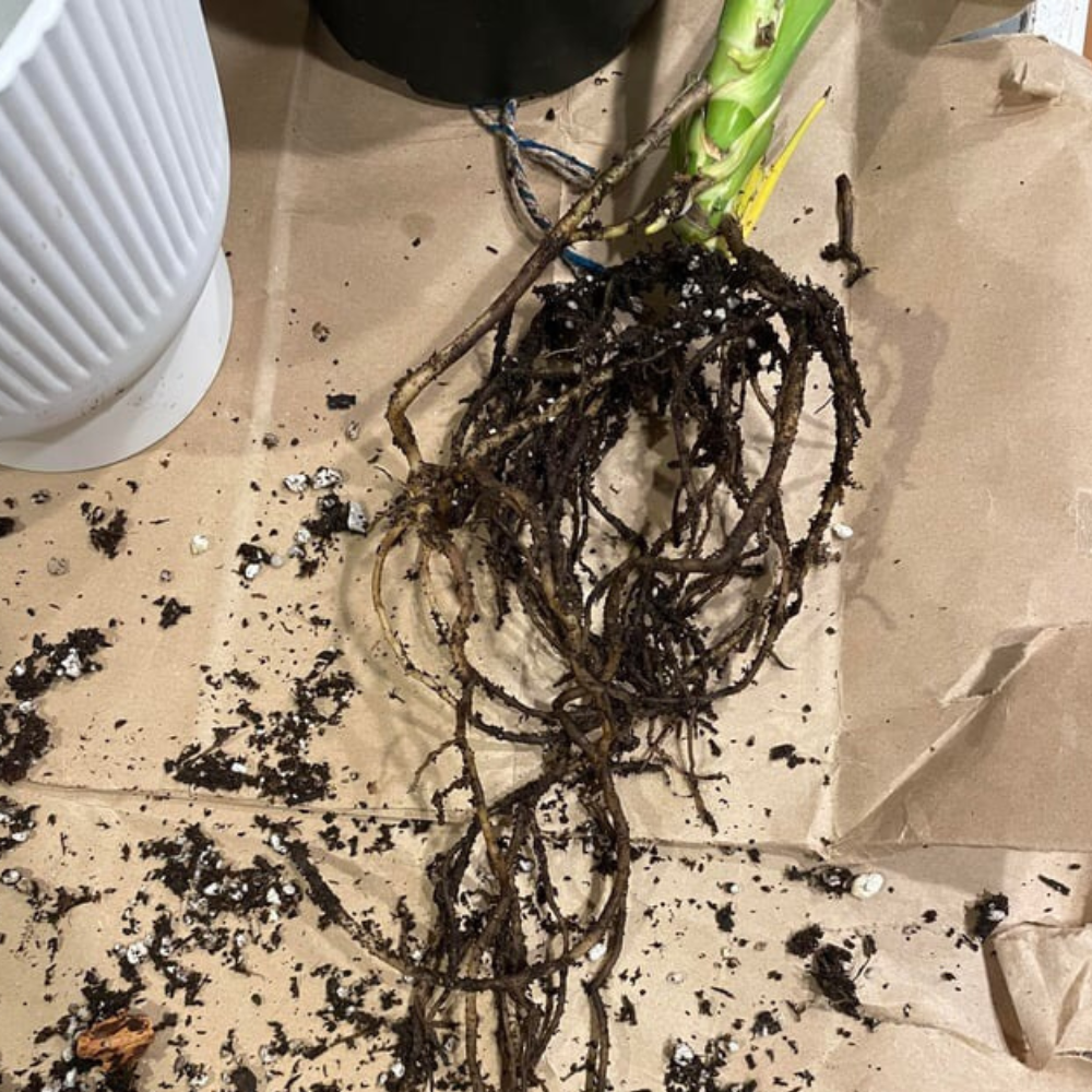 monstera root rot rescue guide