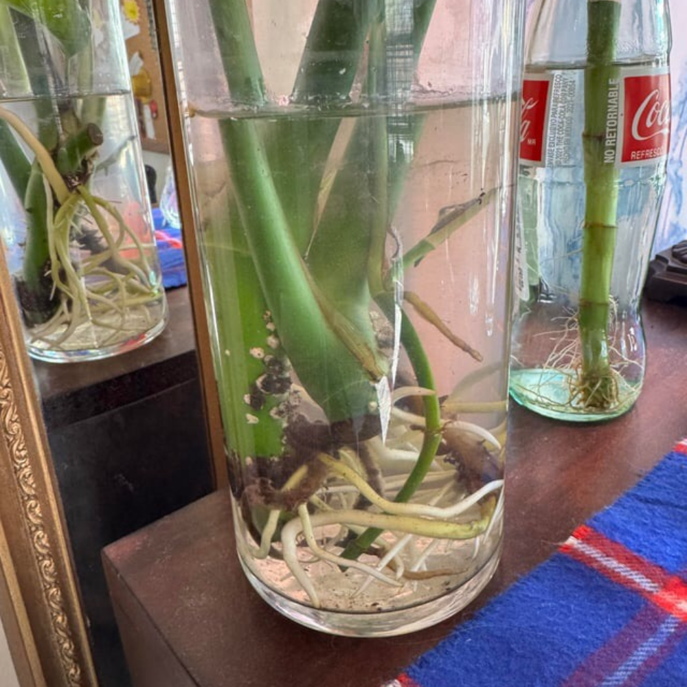 monstera water propagation