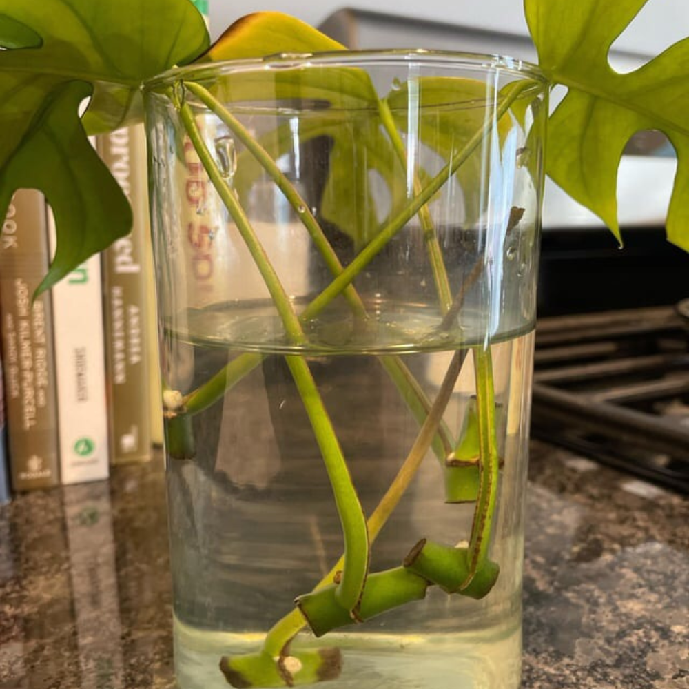 propagating monstera in jar of water
