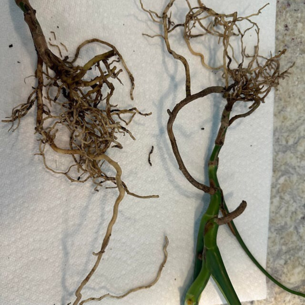 rotting monstera roots