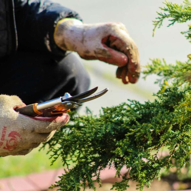Spring Gardening Checklist: What to Do First - Little Flower Cottage
