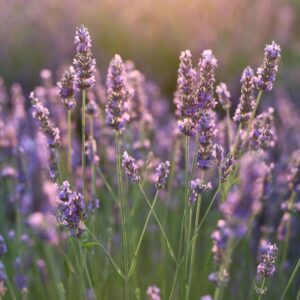 steps to grow lavender