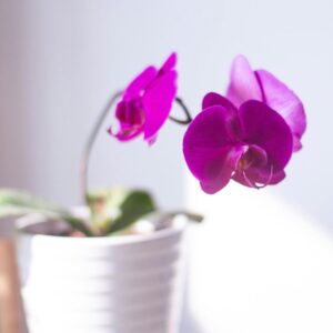 tips for caring for a orchid