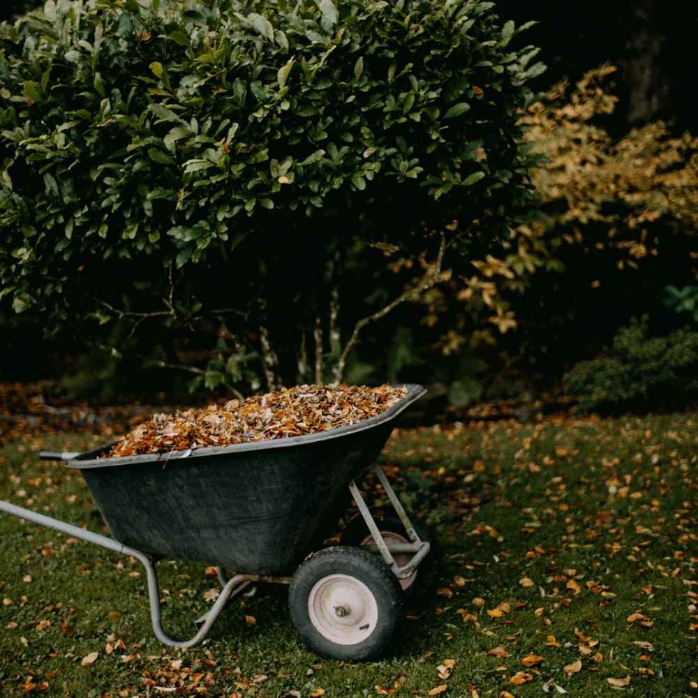 what to plant in the fall