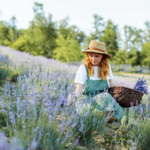 when to prune lavender