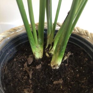 best soil for peace lilies