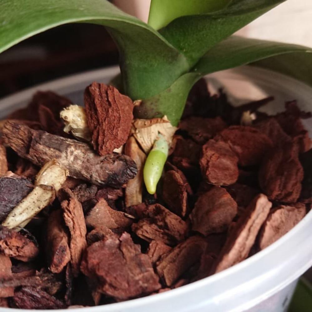 example of an orchid root