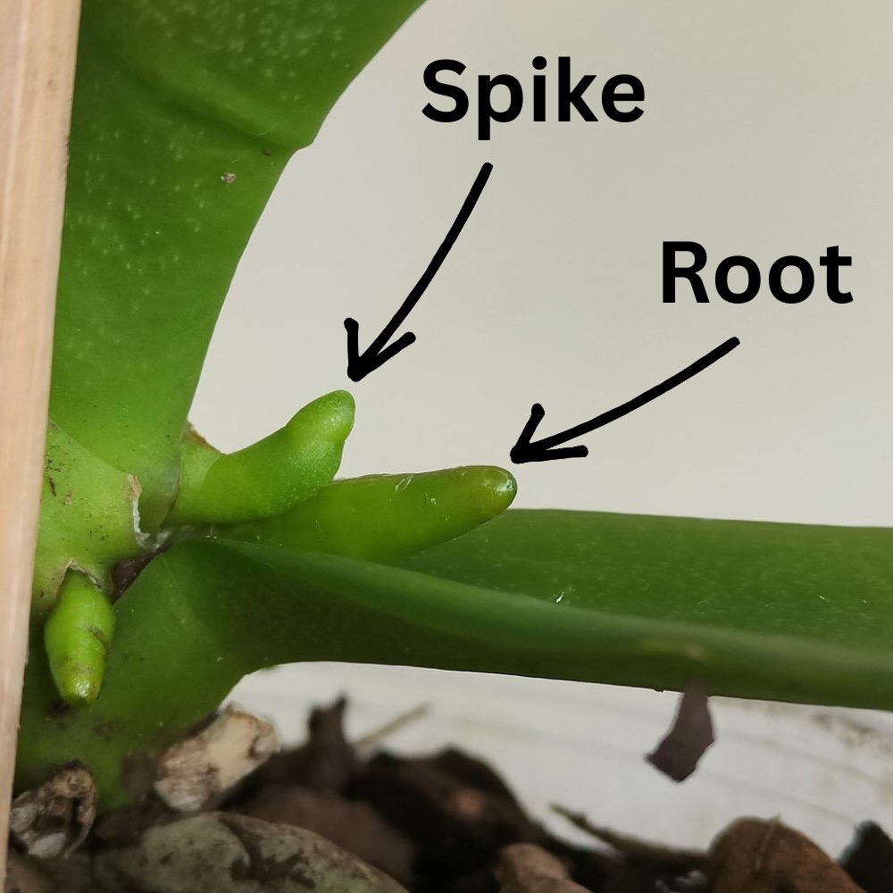 example of an orchid spike vs root