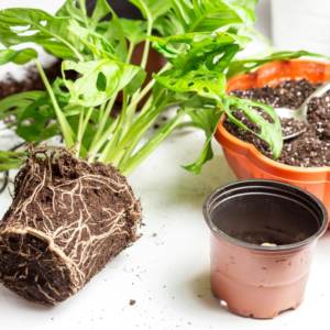 how to repot a monstera