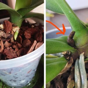 how to tell an orchid spike from root
