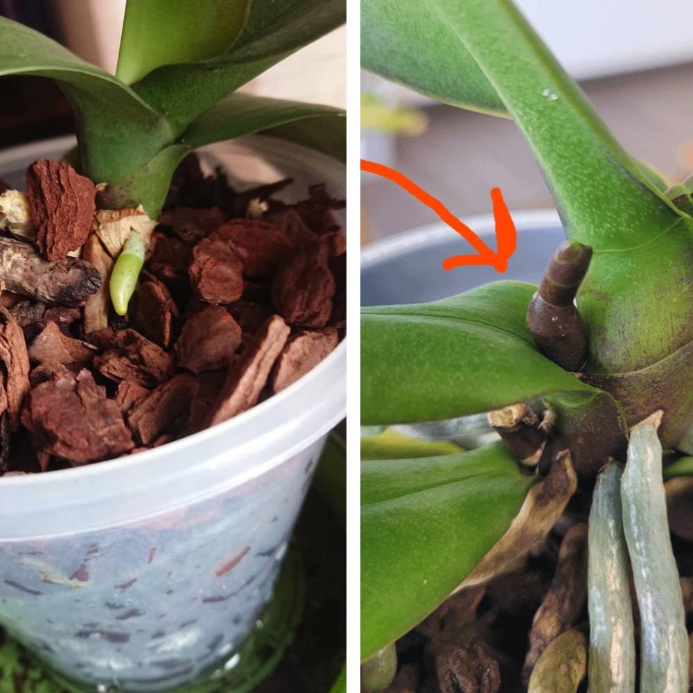how to tell an orchid spike from root